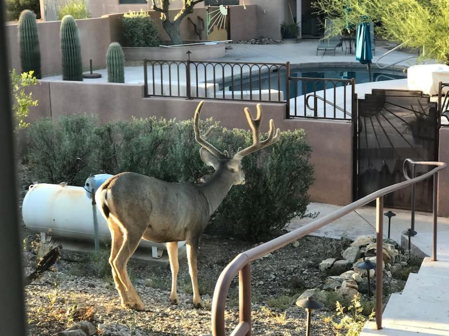 فيلا Tucson Mnt Foothills Saguaro Bliss المظهر الخارجي الصورة
